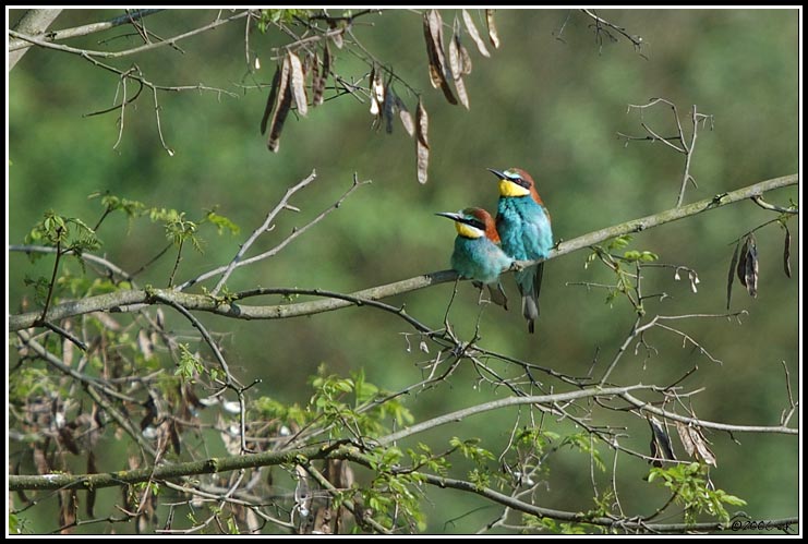 Guêpier d'Europe - Merops apiaster