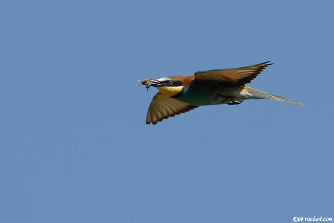 Guêpier d'Europe - Merops apiaster