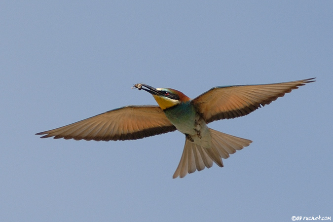 Guêpier d'Europe - Merops apiaster