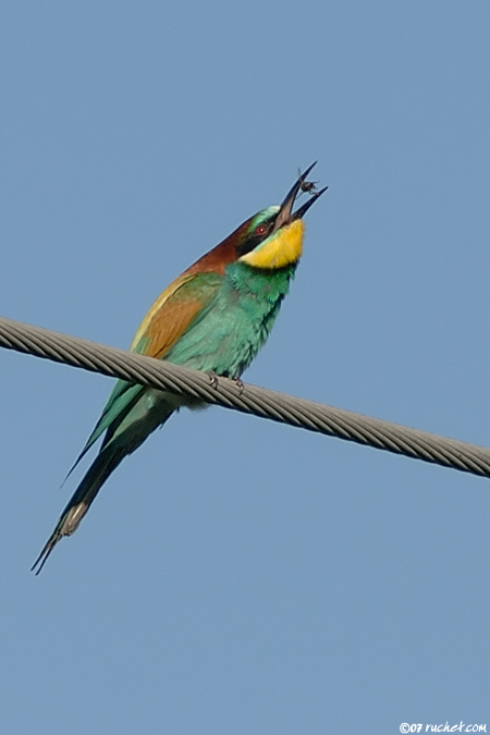 European bee-eater - Merops apiaster