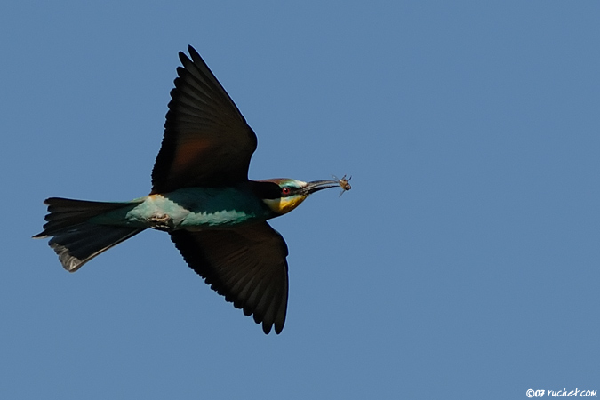 European bee-eater - Merops apiaster