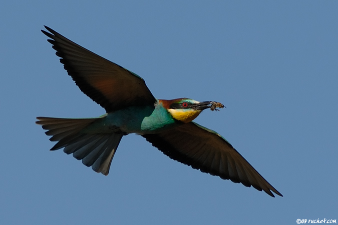 European bee-eater - Merops apiaster