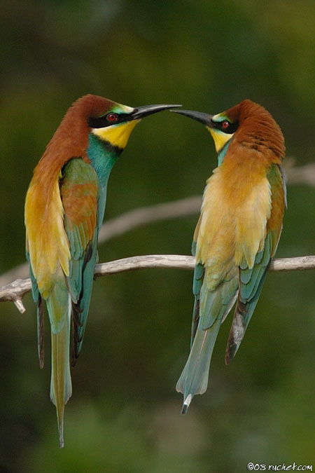 European bee-eater - Merops apiaster