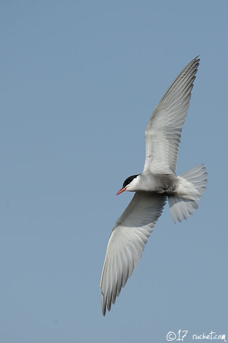 Guifette moustac - Chlidonias hybrida