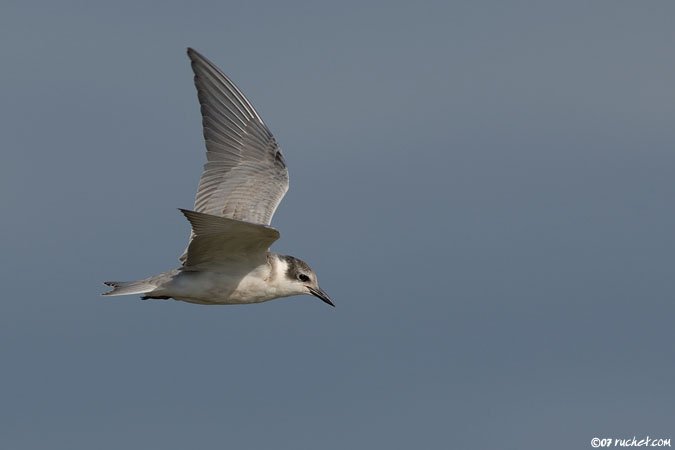 Trauerseeschwalbe - Chlidonias niger