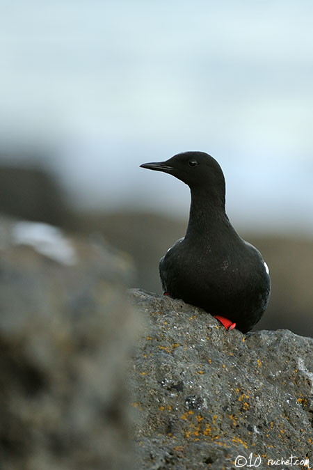 Guillemot à miroir - Cepphus grylle