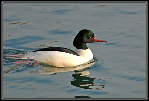 Goosander - Mergus merganser