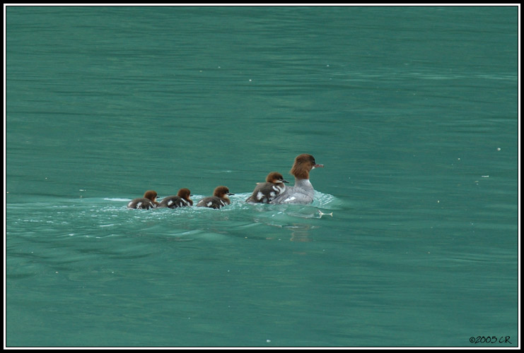 Goosander - Mergus merganser