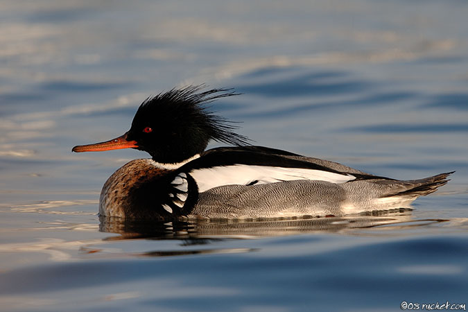 Harle huppé - Mergus serrator