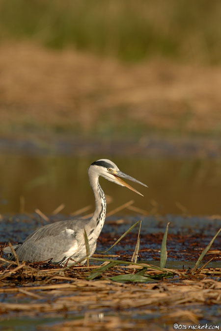 Héron cendré - Ardea cinerea