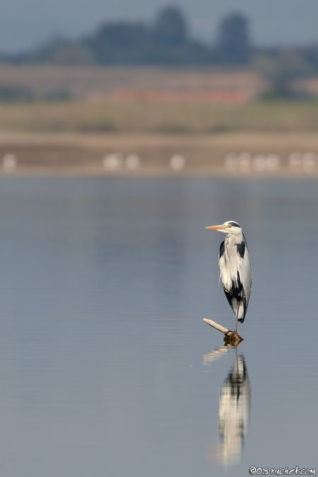 Héron cendré - Ardea cinerea