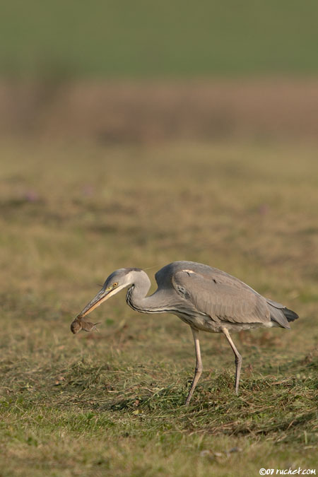 Héron cendré - Ardea cinerea