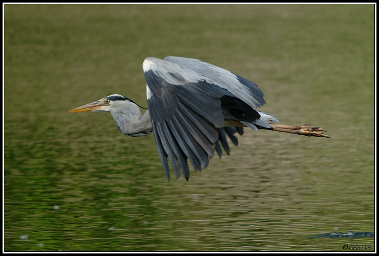 Graureiher - Ardea cinerea