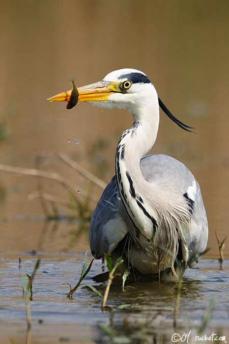 Graureiher - Ardea cinerea