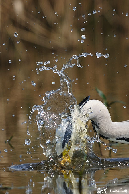 Graureiher - Ardea cinerea