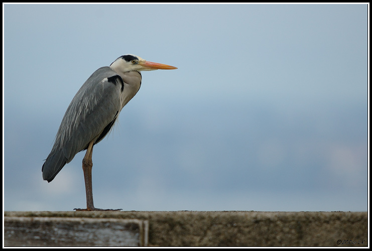 Graureiher - Ardea cinerea