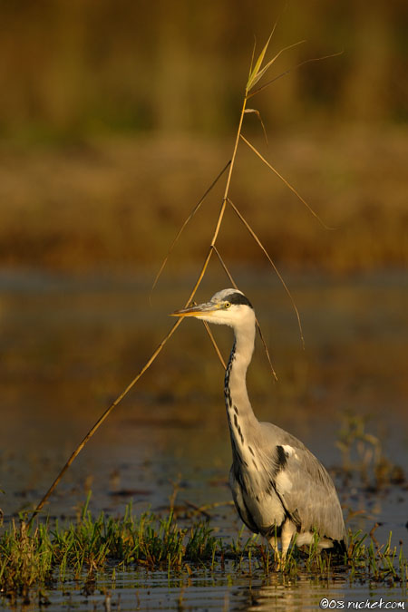 Graureiher - Ardea cinerea