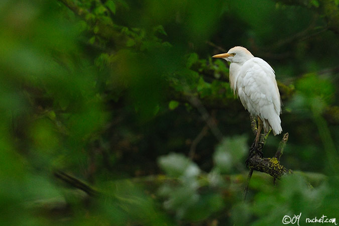 Héron garde-boeufs - Bubulcus ibis