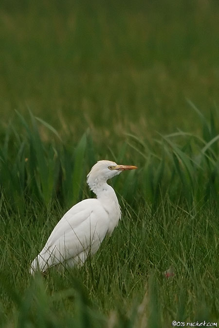 Héron garde-boeufs - Bubulcus ibis