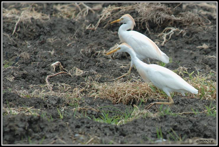 Héron garde-boeufs - Bubulcus ibis