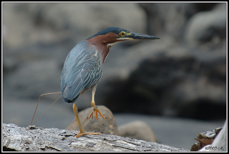 Airone verde - Butorides virescens