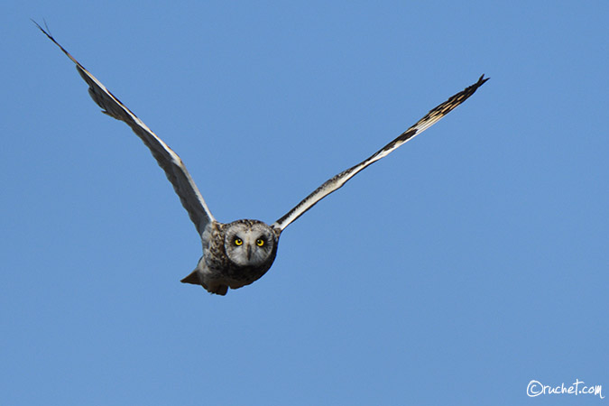 Hibou des marais - Asio flammeus