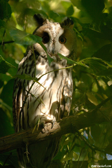 Gufo comune - Asio otus