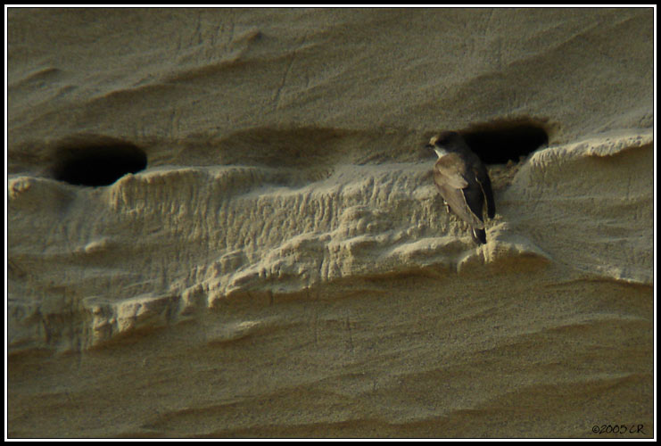 Sand martin - Riparia riparia