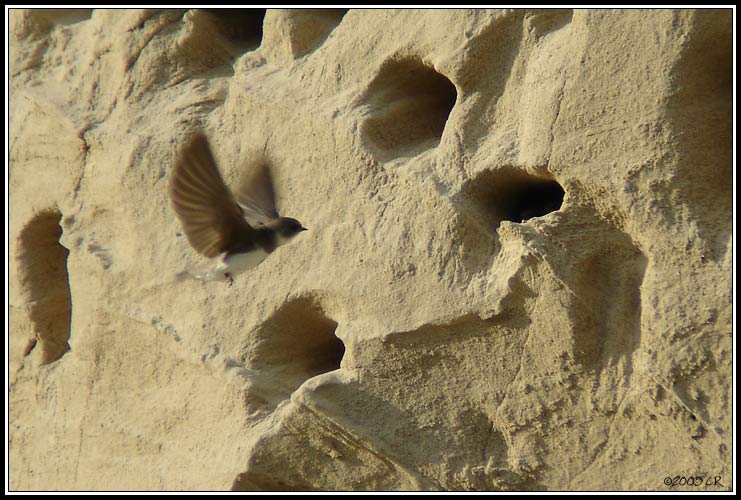 Sand martin - Riparia riparia