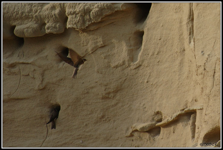 Sand martin - Riparia riparia