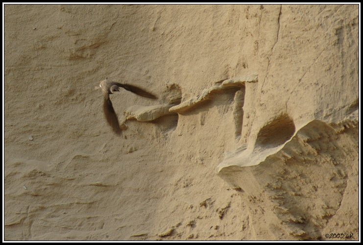 Sand martin - Riparia riparia