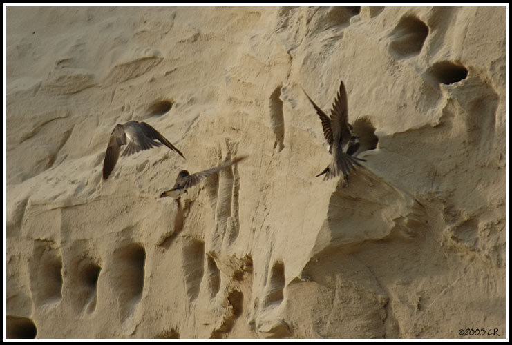 Sand martin - Riparia riparia