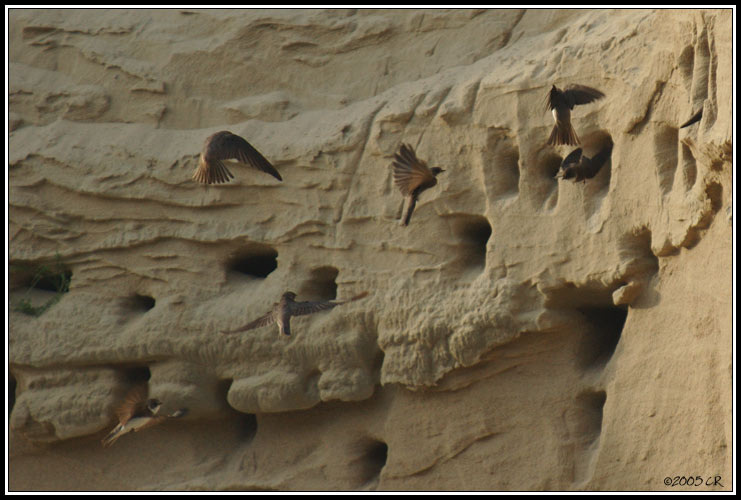 Sand martin - Riparia riparia