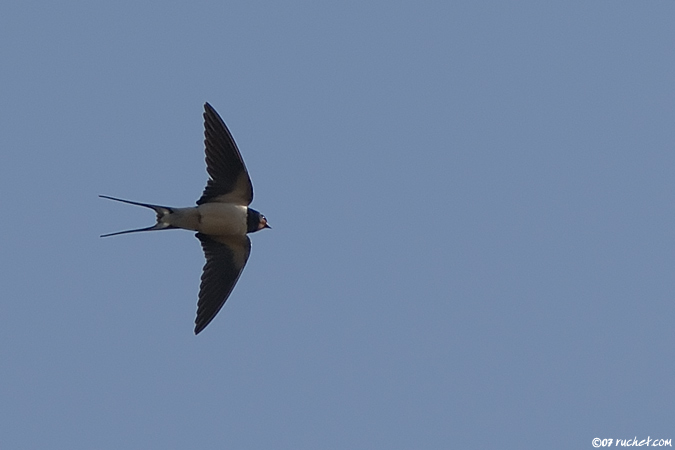 Hirondelle rustique - Hirundo rustica
