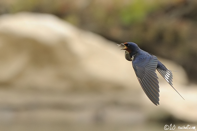 Rondine - Hirundo rustica