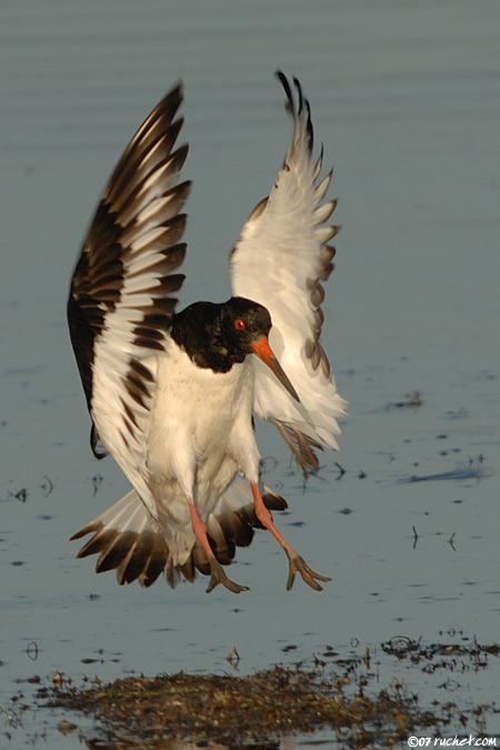 Eurasian Oystercatcher - Haematopus ostralegus