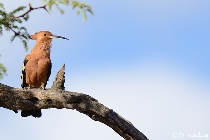 Afrikanischehopf - Upupa africana