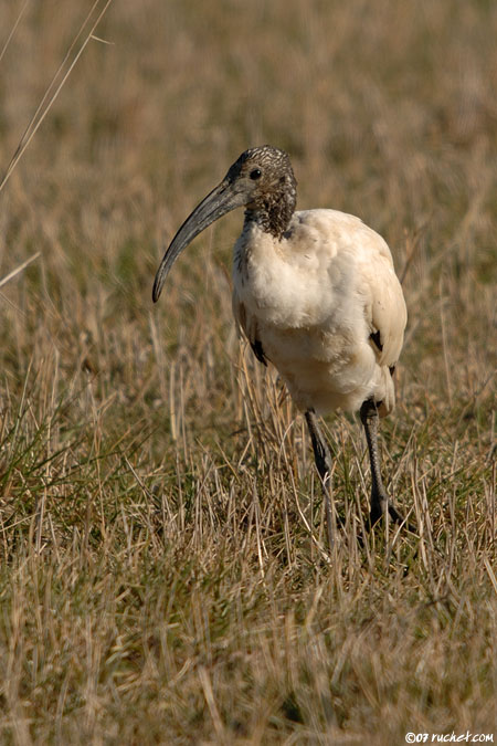 Ibis sacré - Threskiornis aethiopicus