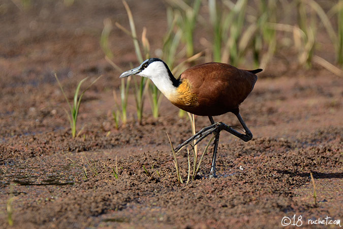 Jacana à poitrine dorée - Actophilornis africanus