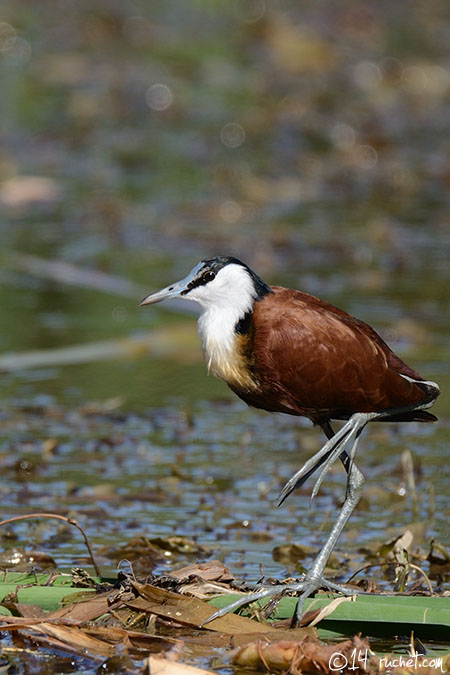 African Jacana - Actophilornis africanus