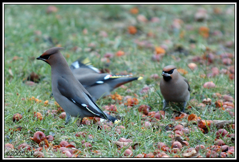 Bohemian waxming - Bombycilla garrulus