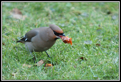Bohemian waxming - Bombycilla garrulus
