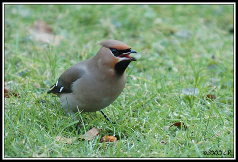 Bohemian waxming - Bombycilla garrulus