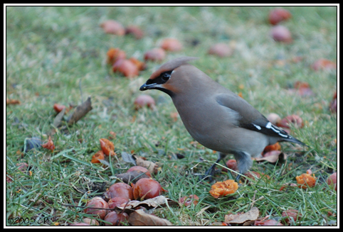 Bohemian waxming - Bombycilla garrulus