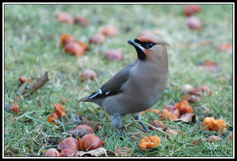 Bohemian waxming - Bombycilla garrulus