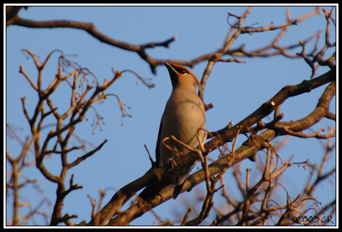 Seidenschwanz - Bombycilla garrulus