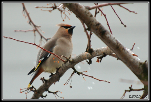 Seidenschwanz - Bombycilla garrulus
