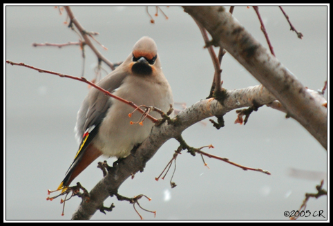 Seidenschwanz - Bombycilla garrulus