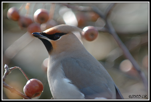 Seidenschwanz - Bombycilla garrulus