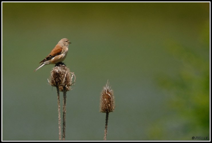 Eurasian linnet - Carduelis cannabina
